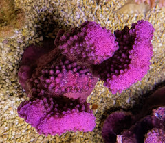 Pocillopora verrucosa (Pink)