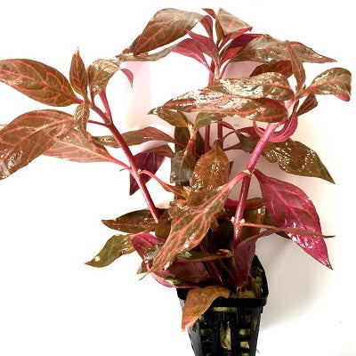 Alternanthera reineckii in pot @