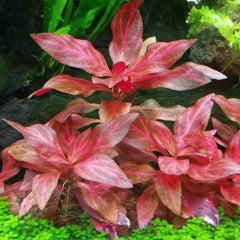 Alternanthera reinickii rosanervig pot