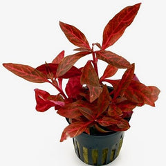 Alternanthera cardinalis rosanervig @