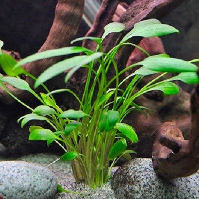 Cryptocoryne nevellii in pot