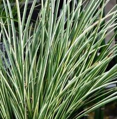 Acorus gramineus variegatus pot