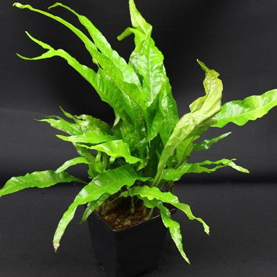 Microsorium pteropus moederplant @