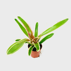 Neoregelia in pot