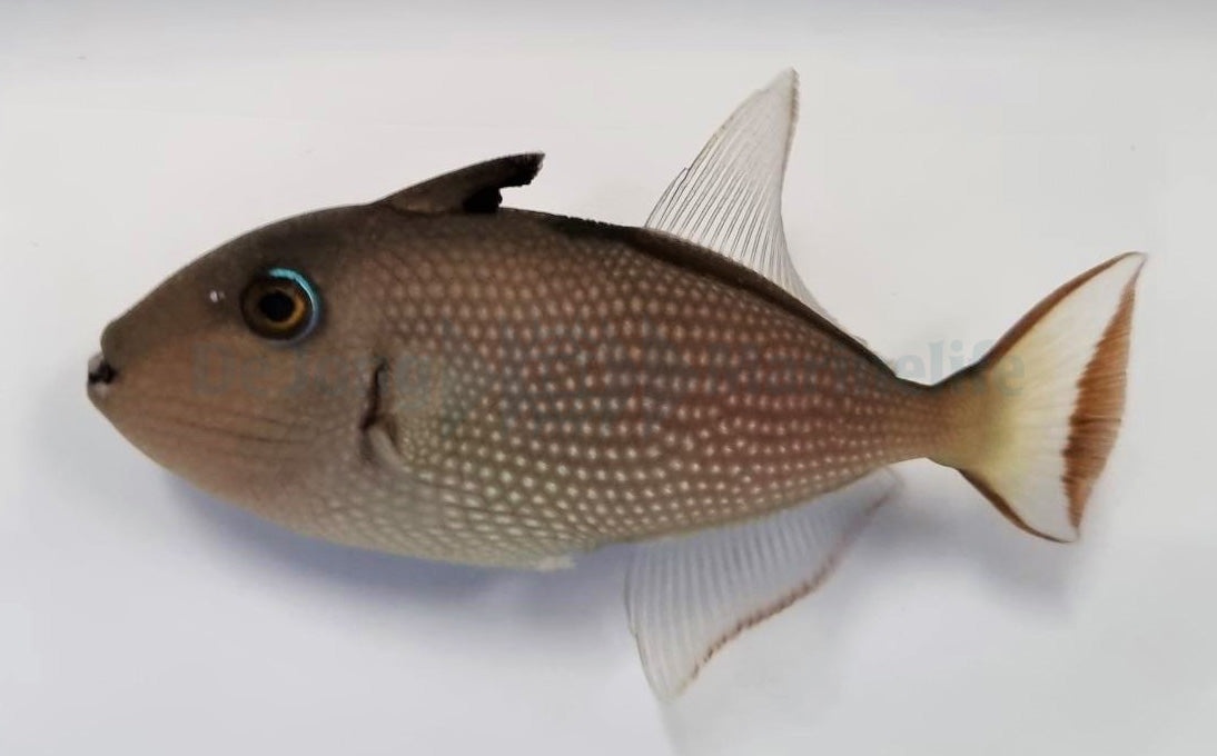 Xanthichthys auromarginatus (female) – Heevis