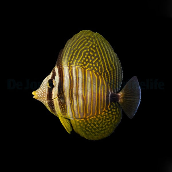 Zebrasoma desjardinii