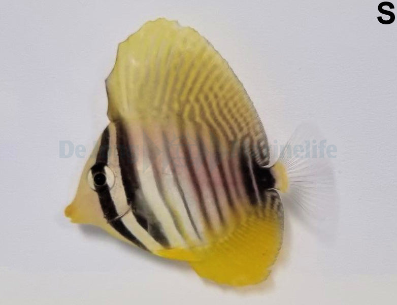 Zebrasoma desjardinii