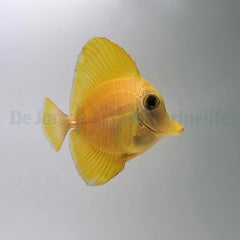 Zebrasoma scopas (yellow)