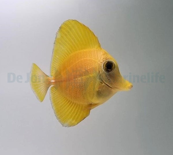 Zebrasoma scopas (Yellow)