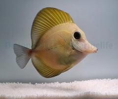 Zebrasoma scopas (yellow)