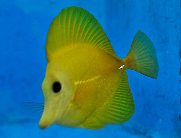 Zebrasoma scopas (Yellow)