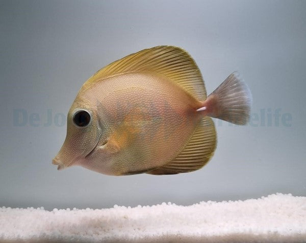 Zebrasoma scopas (yellow)