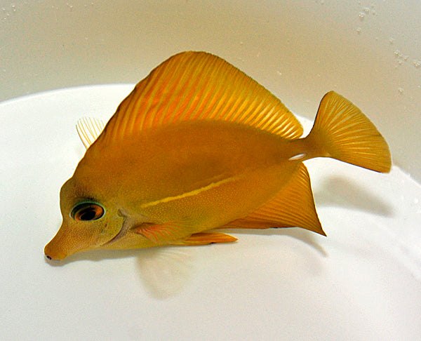 Zebrasoma scopas (yellow)