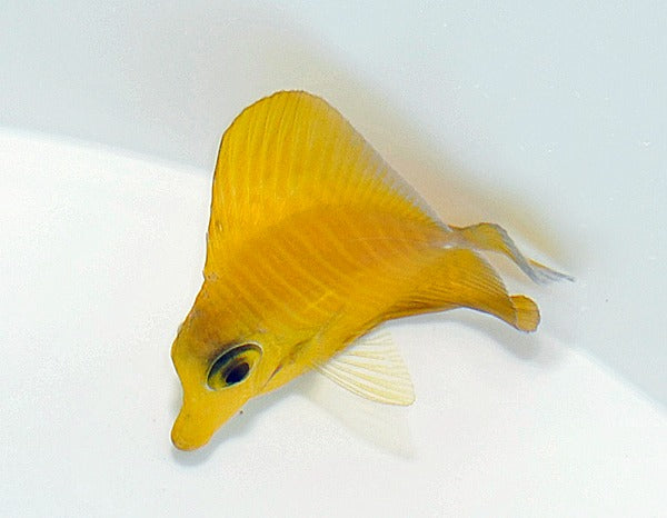 Zebrasoma scopas (Yellow)