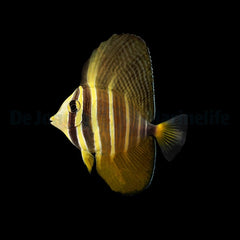 Zebrasoma veliferum