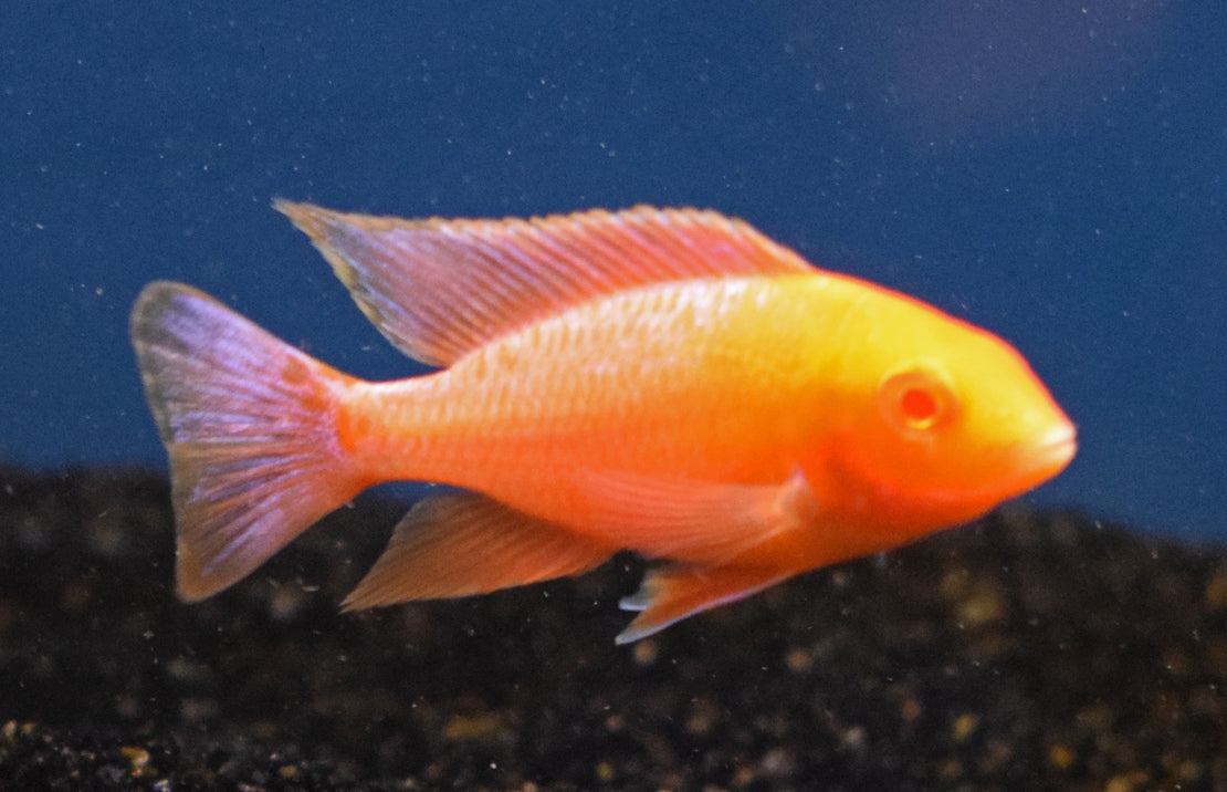 Aulonocara Orange Ice Albino Malawi Cichlide