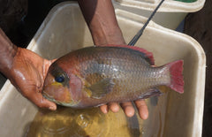 Heterochromis Multidens Congo Cichlide Multidens