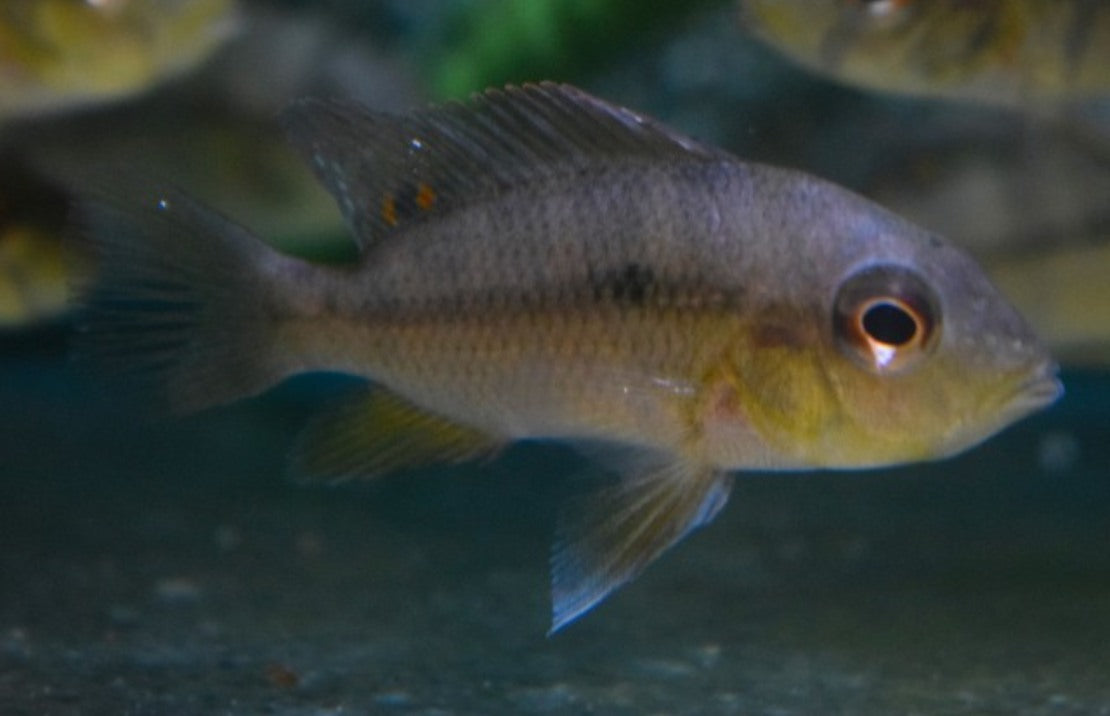 Heterochromis Multidens Congo Cichlide Multidens