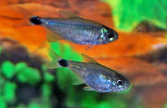 Hyphessobrycon Elachys M Tetra Elachys