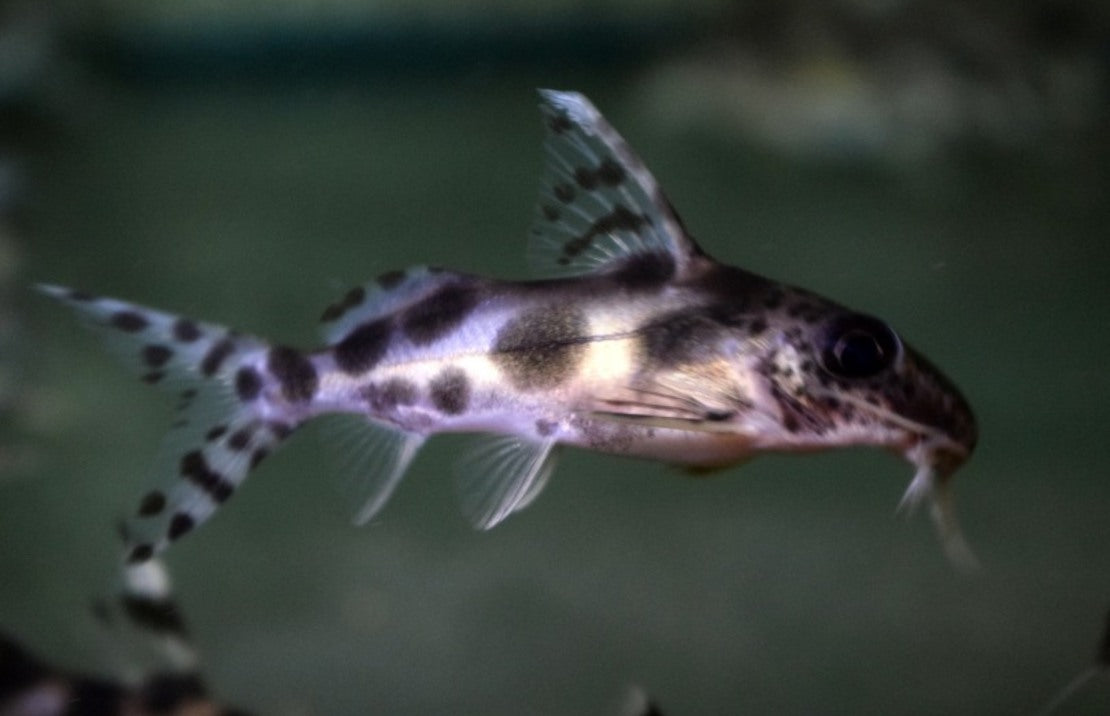 Synodontis Decorus L Baardmeerval Decorus – Heevis