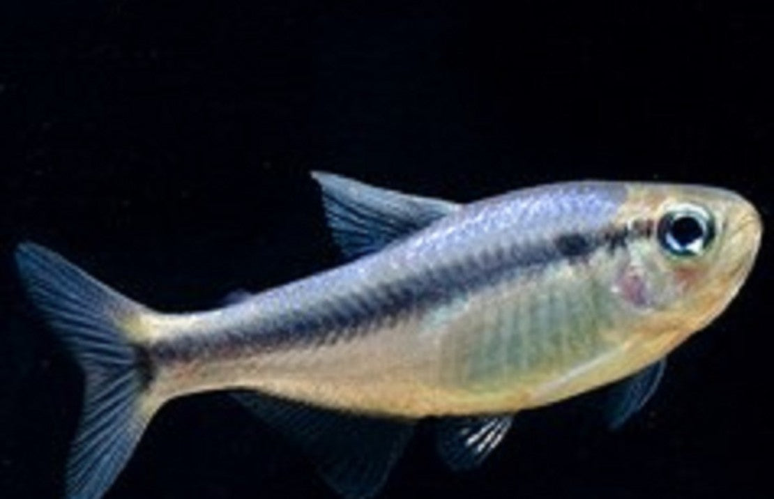 Hyphessobrycon Melanostichos Melanostichos Tetra