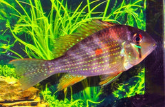 Acarichthys Heckelii