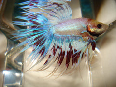 Betta Splendens Kempvis Man Crowntail White Opaque