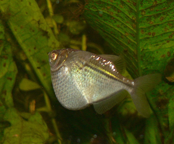 Gasteropelecus sternicla Blanke Bijlzalm Guyana