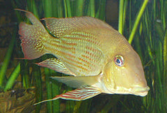 Geophagus Daemon (Paardekopcichlide Brazilie)