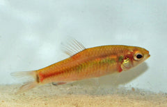 Neolebias Ansorgii M Tetra Ansorgii