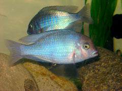 Haplochromis - cyrtocara Moorii