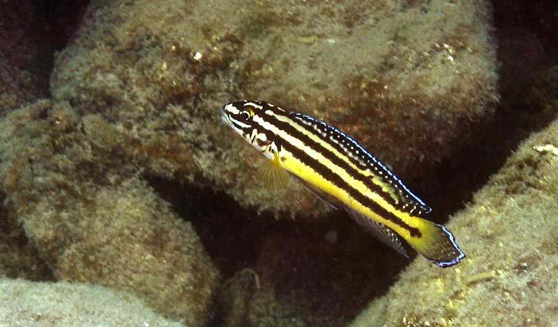 Julidochromis regani Zambia