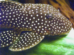 L081 Baryancistrus sp.