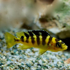 Pseudotropheus crabro