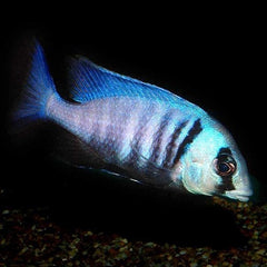 Haplochromis - placidochromis Electra S-m Malawi Cichlide