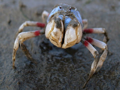 Mictyris Brevidactylus (Krab Taiwan)